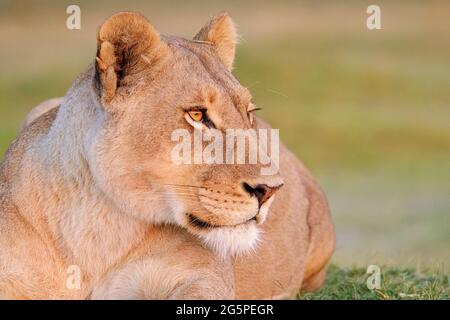 Lioness portrait, Panthera leo, eyes, face head side view of profile. Blurred background Okavango Delta, Botswana, Africa Stock Photo