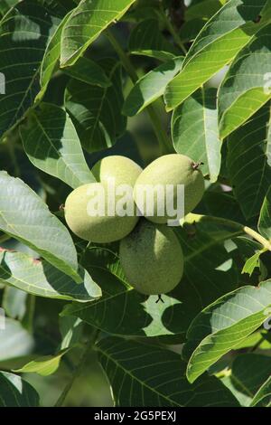 Green unripe walnuts, typical Italian tree fruit Stock Photo