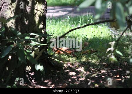 red squirrel (Sciurus vulgaris) running in a cemetery, Germany Stock Photo