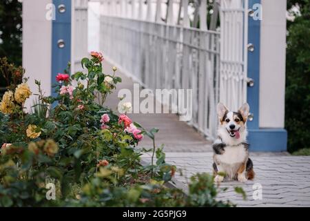 Welsh Corgi Pembroke on walk in summer park in morning. Smallest shepherd in the world is sitting on concrete path in park next to thicket of colorful Stock Photo