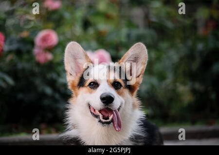 Portrait of beautiful corgi against background of pink roses and green thickets of various plants. Dog with its tongue hanging out. Welsh Corgi Pembro Stock Photo