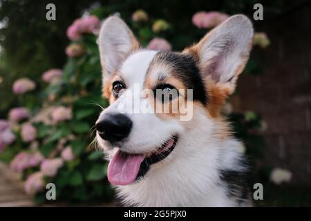 Portrait of beautiful corgi on background of pink flowers and green thickets of various plants. Dog with its tongue hanging out. Welsh Corgi Pembroke Stock Photo