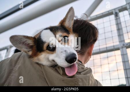 Welsh Corgi Pembroke tricolor lies on shoulder of its owner woman and looks with big eyes sticking out its tongue with pleasure. Front view from below Stock Photo