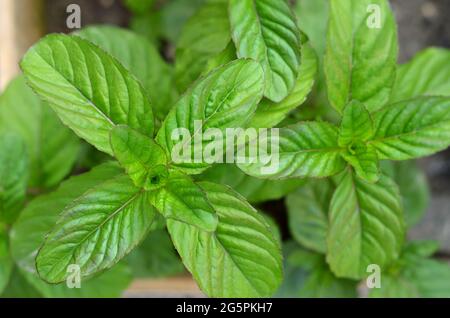 Close-up fresh green mint leaves, top view. Medicinal and honey plant. Stock Photo