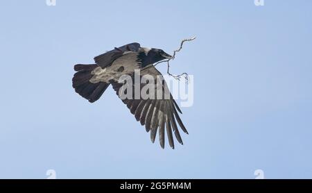 a crow flies with a twig in its beak Stock Photo