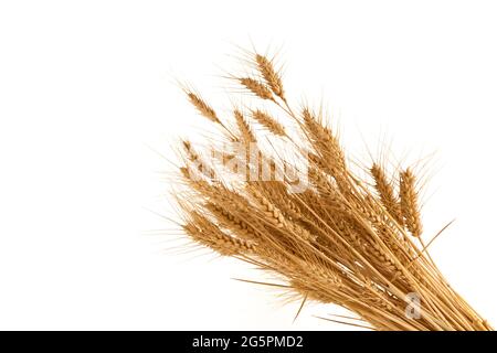 bunch Ears of wheat isolated on white background, graphic design for illustrations, label, greeting. Copy space Stock Photo