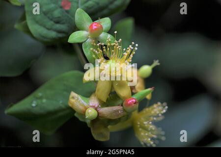 Close-up of Shrubby St. John's Wort / Tutsan plant  / Hypericum androsaemum Stock Photo