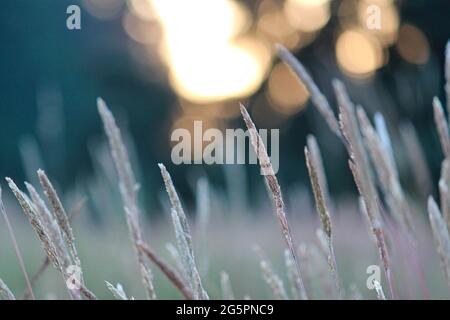 Tall fescue in an open field at sunrise Stock Photo
