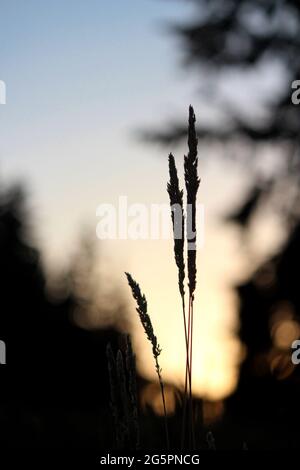Silhouette of tall fescue at sunrise