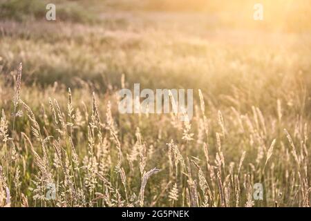 Field of tall fescue grass at golden hour