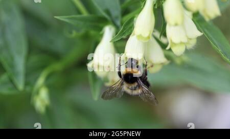 Close-up of a White-tailed bumblebee nectaring on the lemony-yellow flowers of a Straw Foxglove plant / Digitalis lutea Stock Photo