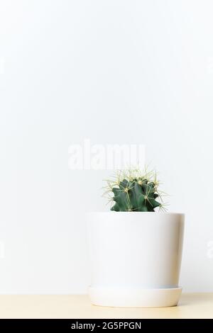 Green round cactus with long spines  in a white pot on light background Stock Photo