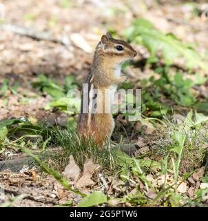 Eastern Chipmunk ( Tamias striatus ) standing on hind legs in grass side view Stock Photo