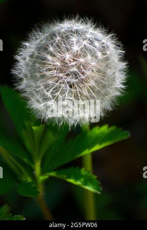 Dandelion In Sunlight Stock Photo