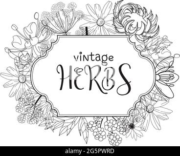 Template card with medicinal herbs. vector template. Wild medicinal plants. Retro flowers. Hand drawing illustration. Engraving style. Botanical Stock Vector