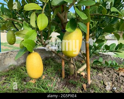 Fresh big yellow ripe lemons with green leaves in cement tank. Stock Photo