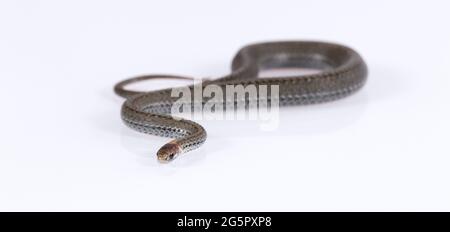 Common ring-necked snake isolated on white background Stock Photo