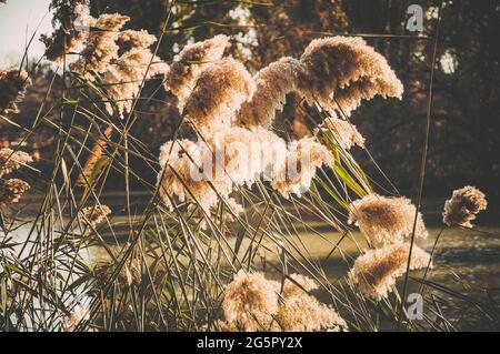 Pampas grass on the lake, in the background of sunset, horizontal orientation Stock Photo