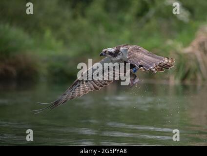 Action shot of an Osprey (Pandion haliaetus) wing outstretched downwards, flying off home with a large trout that he has just caught. Rutland, UK. Stock Photo