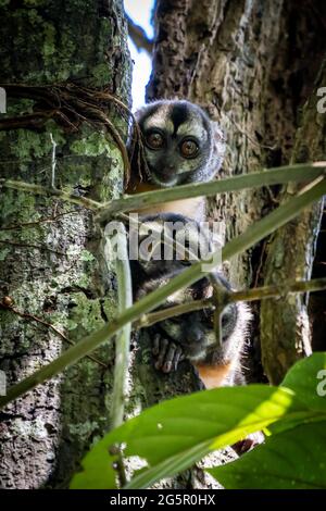 The Peruvian Night Monkey (Aotus miconax) is also known as the Owl Monkey. Stock Photo