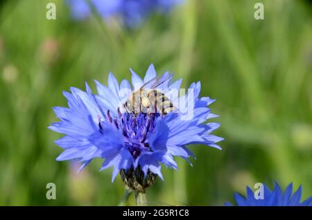Closeup on blue cornflower, with nectar collecting bee. Stock Photo
