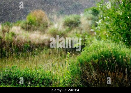 Rain falling on lush green foliage green plants seasons Stock Photo