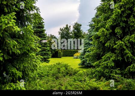 a dense pine park with thorny trees in the middle of a lawn with green grass forest landscape in cloudy weather on a summer day, nobody. Stock Photo