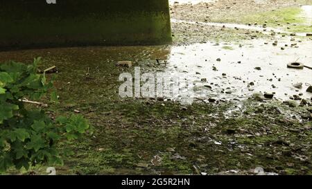 Still life photography, nature life, quiet life, Trees Flowers Woods Stock Photo