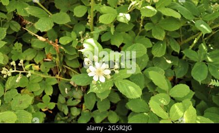 Still life photography, nature life, quiet life, Trees Flowers Woods Stock Photo