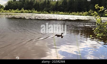 Still life photography, nature life, quiet life, Trees Flowers Woods Stock Photo