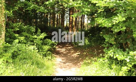 Still life photography, nature life, quiet life, Trees Flowers Woods Stock Photo