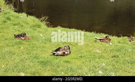 Still life photography, nature life, quiet life, Trees Flowers Woods Stock Photo