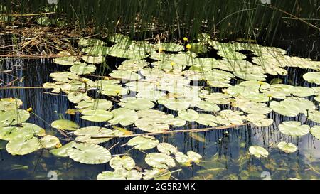 Still life photography, nature life, quiet life, Trees Flowers Woods Stock Photo