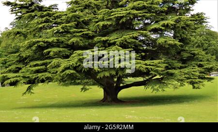 Still life photography, nature life, quiet life, Trees Flowers Woods Stock Photo