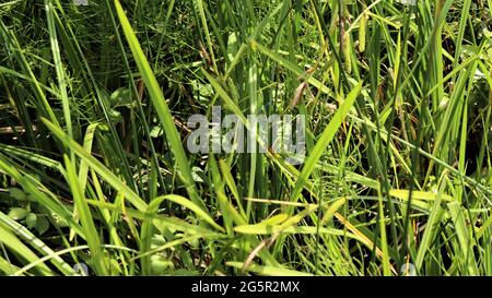 Still life photography, nature life, quiet life, Trees Flowers Woods Stock Photo