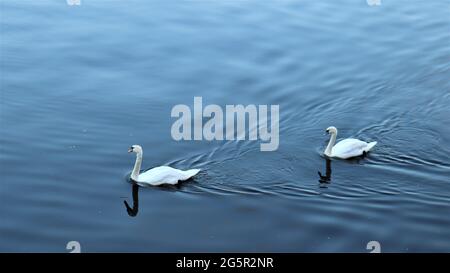 Still life photography, nature life, quiet life, Trees Flowers Woods Stock Photo