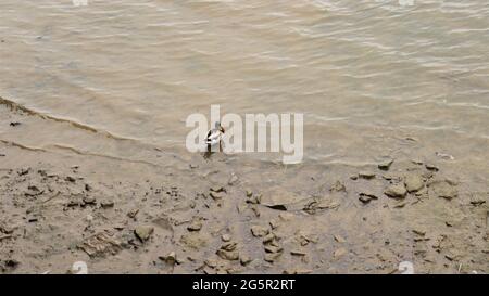 Still life photography, nature life, quiet life, Trees Flowers Woods Stock Photo