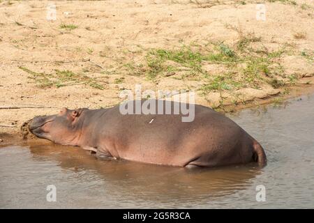 A hippo taking a nap while basking at the edge of a dam, in the Kruger National Park, South Africa Stock Photo