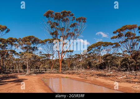 SALMON GUMS, EUCALYPTUS SALMONOPHOIA, WESTERN AUSTRALIA, AUSTRALIA Stock Photo