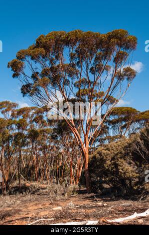 SALMON GUMS, EUCALYPTUS SALMONOPHOIA, WESTERN AUSTRALIA, AUSTRALIA Stock Photo