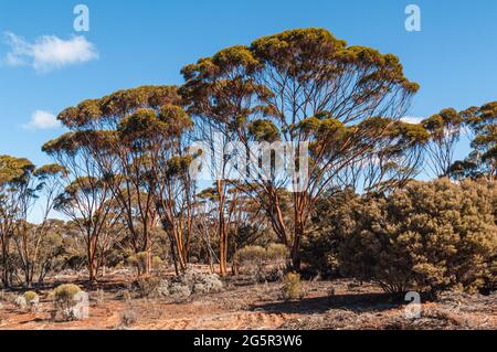 SALMON GUMS, EUCALYPTUS SALMONOPHOIA, WESTERN AUSTRALIA, AUSTRALIA Stock Photo