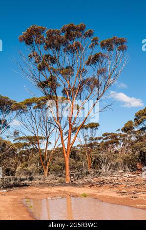 SALMON GUMS, EUCALYPTUS SALMONOPHOIA, WESTERN AUSTRALIA, AUSTRALIA Stock Photo