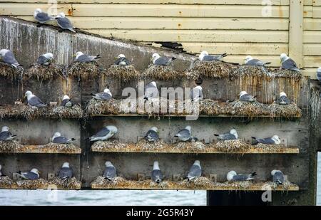 Black-footed kittiwake colony nesting on man-made platforms at The Mumbles, Swansea, South Wales Stock Photo
