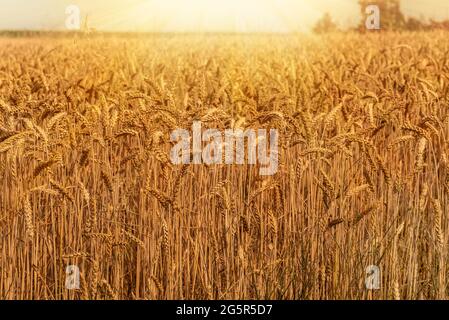 Golden wheat field with ripe ears backlight in the sun, blurred background Stock Photo