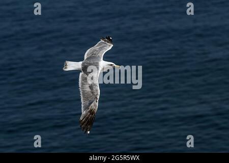 Seagull in flight over the Mediterranean sea Stock Photo