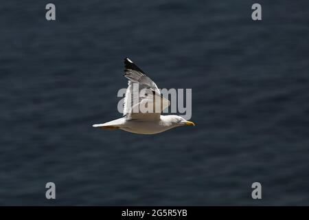 Seagull in flight over the Mediterranean sea Stock Photo