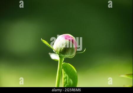 A peony in the garden on the point of opening in this photo taken on a warm spring day Stock Photo