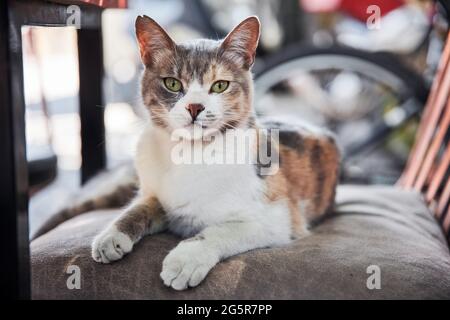 Lovely stray cat lying on a chair with curious facial emotion. Stock Photo