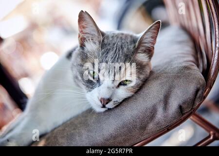 Lovely stray cat lying on a chair with bored or depressed emotion. Stock Photo