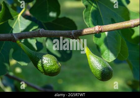 Branch of a common fig tree with green unripe figs Stock Photo